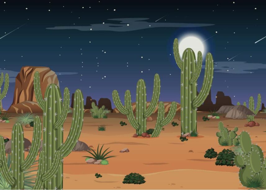 Beautiful Moon with Cactus